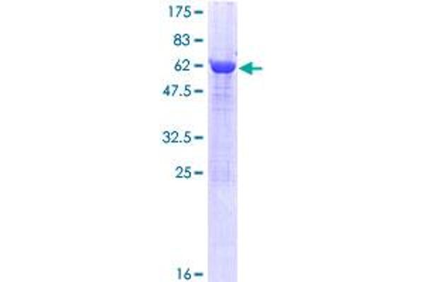 PTGR2 Protein (AA 1-351) (GST tag)