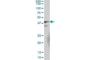Western Blotting (WB) image for anti-LUC7-Like (LUC7L) (AA 1-111) antibody (ABIN565905)