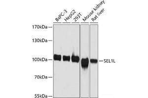 Western blot analysis of extracts of various cell lines using SEL1L Polyclonal Antibody at dilution of 1:3000. (SEL1L Antikörper)