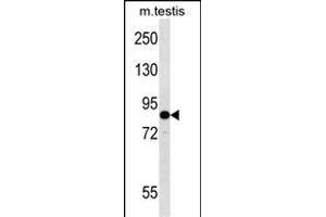 EIF2B5 Antibody (N-term) (ABIN657014 and ABIN2846194) western blot analysis in mouse testis tissue lysates (35 μg/lane). (EIF2B5 Antikörper  (N-Term))
