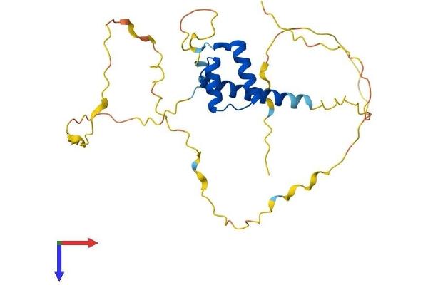 CDX1 Protein (AA 1-268) (His tag)