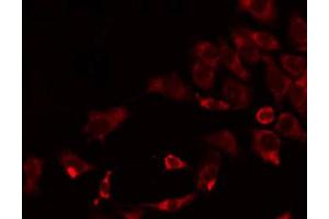 Immunofluorescence (fixed cells) (IF/ICC) image for anti-COX17 Cytochrome C Oxidase Assembly Protein 17 (COX17) (N-Term) antibody (ABIN6260985)