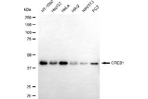 Western blotting analysis using CREB1 antibody (ABIN7797859).