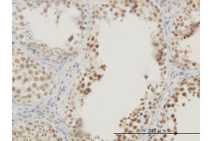 Immunostaining (ISt) image for anti-Ras Association (RalGDS/AF-6) Domain Family (N-terminal) Member 8 (RASSF8) (AA 40-137) antibody (ABIN564885)