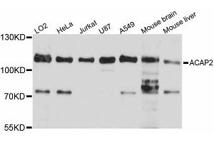 Western blot analysis of extracts of various cell lines, using ACAP2 antibody. (Centaurin beta 2 Antikörper)