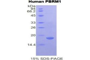 SDS-PAGE analysis of Human Polybromo 1 Protein. (Polybromo 1 Protein (PBRM1))