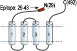 anti-gamma-aminobutyric Acid (GABA) A Receptor, alpha 3 (GABRA3) (AA 29-43), (Extracellular), (N-Term) antibody