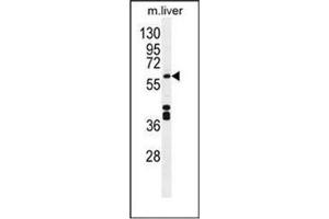 Western blot analysis of CYP1A2 Antibody (Center) in Mouse liver tissue lysates (35ug/lane). (CYP1A2 Antikörper  (Middle Region))
