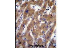 UB Antibody (N-term) (ABIN656700 and ABIN2845933) immunohistochemistry analysis in formalin fixed and paraffin embedded human liver tissue followed by peroxidase conjugation of the secondary antibody and DAB staining.