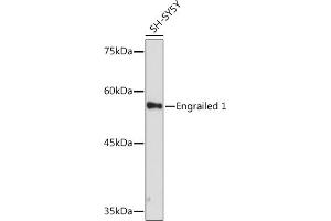 Western blot analysis of extracts of SH-SY5Y cells, using Engrailed 1 Rabbit mAb (ABIN7266949) at 1:1000 dilution. (EN1 Antikörper)