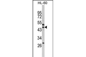 Western blot analysis of SERPINB7 Antibody (Center) (ABIN652538 and ABIN2842363) in HL-60 cell line lysates (35 μg/lane). (SERPINB7 Antikörper  (AA 108-137))