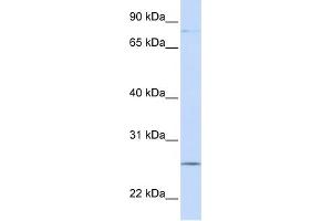 WB Suggested Anti-PCDHGC3 Antibody Titration:  0.