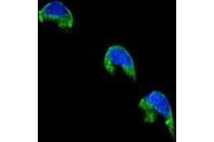 Confocal immunofluorescent analysis of CYP1A2 Antibody (Center) Cat. (CYP1A2 Antikörper  (Middle Region))