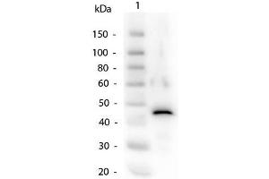 Western Blot of Alcohol Dehydrogenase Antibody. (Alcohol Dehydrogenase (ADH) Antikörper)