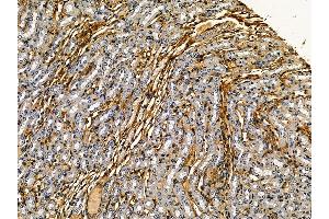 ABIN7095279 and ABIN7099336 at 1/100 staining mouse kidney tissue by IHC-P. (ST3GAL1 Antikörper)