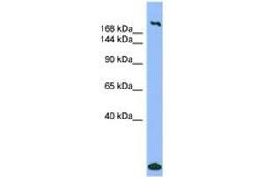 Image no. 1 for anti-Myosin Heavy Chain 1, Skeletal Muscle, Adult (MYH1) (AA 35-84) antibody (ABIN6741690) (MYH1 Antikörper  (AA 35-84))