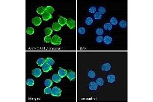 Immunofluorescence (IF) image for anti-NLR Family, Pyrin Domain Containing 3 (NLRP3) (C-Term) antibody (ABIN184887)
