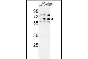Western blot analysis of TRIP13 Antibody (N-term) (ABIN389357 and ABIN2839463) in K562, Hela, 293 cell line lysates (35 μg/lane). (TRIP13 Antikörper  (N-Term))