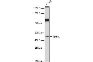 Western blot analysis of extracts of K-562 cells, using SEH1L antibody (ABIN7270189) at 1:1000 dilution.