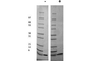 SDS-PAGE of Mouse Insulin-like Growth Factor I Recombinant Protein SDS-PAGE of Mouse Insulin-like Growth Factor I Recombinant Protein. (IGF1 Protein)