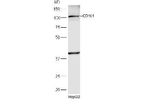 HepG2 lysates probed with Rabbit Anti-CD101 Polyclonal Antibody, Unconjugated (ABIN2172703) at 1:300 overnight at 4 °C. (CD101 Antikörper  (AA 51-150))