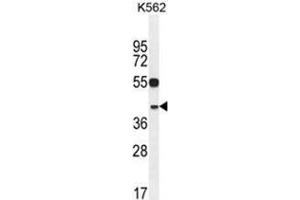 YOD1 Antibody (C-term) western blot analysis in K562 cell line lysates (35 µg/lane).