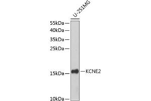 Western blot analysis of extracts of U-251MG cells, using KCNE2 antibody  at 1:1000 dilution. (KCNE2 Antikörper  (AA 1-100))