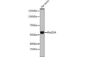 Western blot analysis of extracts of various cell lines, using Rad23A Rabbit mAb (ABIN7269824) at 1:1000 dilution. (RAD23A Antikörper)