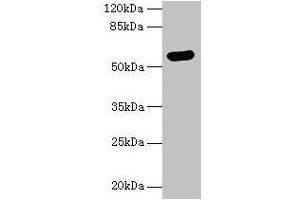 Western blot All lanes: ARSG antibody at 8 μg/mL + Hela whole cell lysate Secondary Goat polyclonal to rabbit IgG at 1/10000 dilution Predicted band size: 58 kDa Observed band size: 58 kDa (ARSG Antikörper  (AA 17-525))