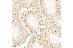 Immunohistochemistry analysis of paraffin-embedded mouse testis using,AF10 (ABIN7075234) at dilution of 1: 1200 (MLLT10 Antikörper)