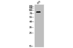 Western Blot analysis of 3T3 cells using Phospho-MRE11 (S264) Polyclonal Antibody (Mre11 Antikörper  (pSer264))