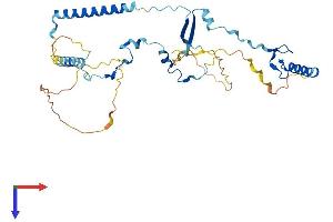 VPS72 Protein (AA 1-364) (His tag)