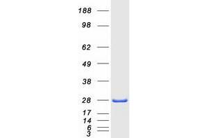 Western Blotting (WB) image for Chloride Intracellular Channel 1 (CLIC1) protein (Myc-DYKDDDDK Tag) (ABIN2712872)