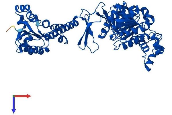 ATIC Protein (AA 1-592) (His tag)