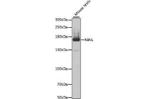 Western blot analysis of extracts of mouse testis, using NINL antibody (ABIN6133263, ABIN6144633, ABIN6144634 and ABIN6223492) at 1:1000 dilution. (NINL Antikörper  (AA 1-190))