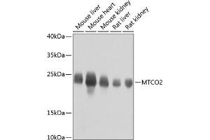 Western blot analysis of extracts of various cell lines, using MTCO2 antibody (ABIN7266639) at 1:800 dilution.
