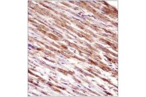 Immunohistochemistry analysis in formalin fixed and paraffin embedded human heart tissue reacted with HSPBP1 Antibody (N-term) followed which was peroxidase conjugated to the secondary antibody and  followed by DAB staining. (HSPBP1 Antikörper  (N-Term))