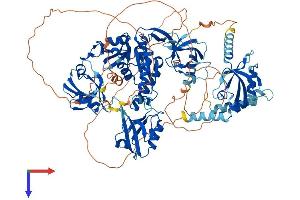 DLG1 Protein (AA 1-904) (His tag)