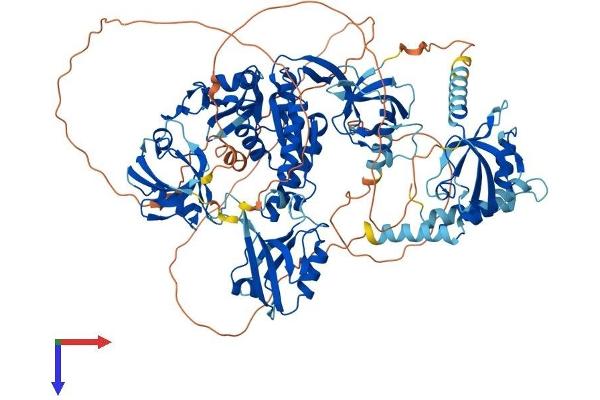 DLG1 Protein (AA 1-904) (His tag)