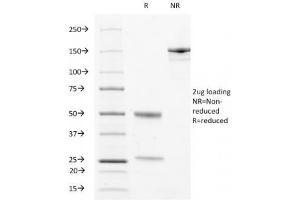 SDS-PAGE Analysis of Purified, BSA-Free LAMP3 Antibody (clone LAMP3/529).