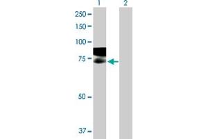 Western Blot analysis of GAPVD1 expression in transfected 293T cell line by GAPVD1 MaxPab polyclonal antibody. (GAPVD1 Antikörper  (AA 1-629))