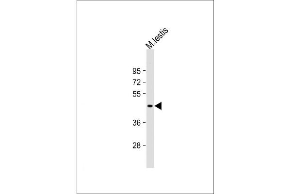 UTF1 Antikörper  (C-Term)