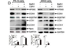 Western Blotting (WB) image for anti-Heat Shock 60kDa Protein 1 (Chaperonin) (HSPD1) (AA 27-240) antibody (ABIN3021182)