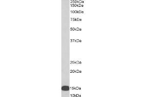 Biotinylated ABIN5539680 (0. (ALOX5AP Antikörper  (Internal Region) (Biotin))