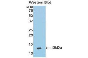 Western Blotting (WB) image for anti-Interleukin 4 (IL4) (AA 25-153) antibody (ABIN1859431)