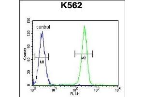 OR52D1 Antibody (C-term) (ABIN654851 and ABIN2844516) flow cytometric analysis of K562 cells (right histogram) compared to a negative control cell (left histogram). (OR52D1 Antikörper  (C-Term))