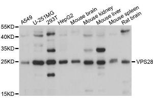 Western blot analysis of extracts of various cell lines, using VPS28 antibody (ABIN5995779) at 1/1000 dilution. (VPS28 Antikörper)