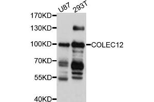 Western blot analysis of extracts of various cell lines, using COLEC12 antibody (ABIN5997484) at 1/1000 dilution. (COLEC12 Antikörper)