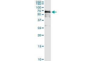 Immunoprecipitation of PDZD3 transfected lysate using anti-PDZD3 MaxPab rabbit polyclonal antibody and Protein A Magnetic Bead , and immunoblotted with PDZD3 purified MaxPab mouse polyclonal antibody (B01P) . (PDZD3 Antikörper  (AA 1-491))