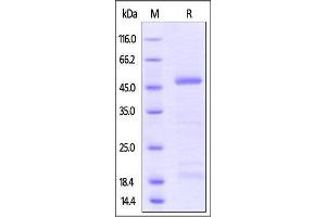 Zika virus NS1, His Tag on SDS-PAGE under reducing (R) condition. (NS1 (AA 796-1148) protein (His tag))